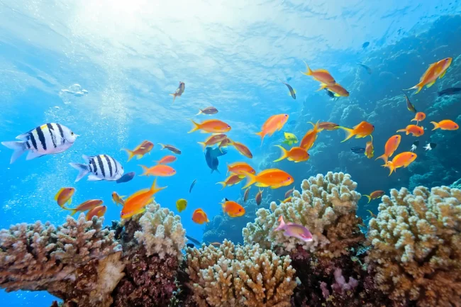 scuba snorkeling in Fiji