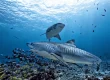 tiger shark colosseum