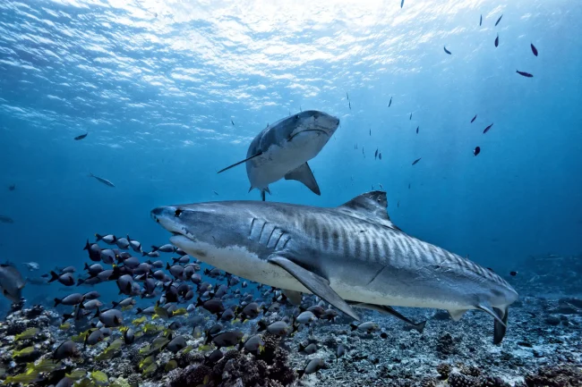 tiger shark colosseum