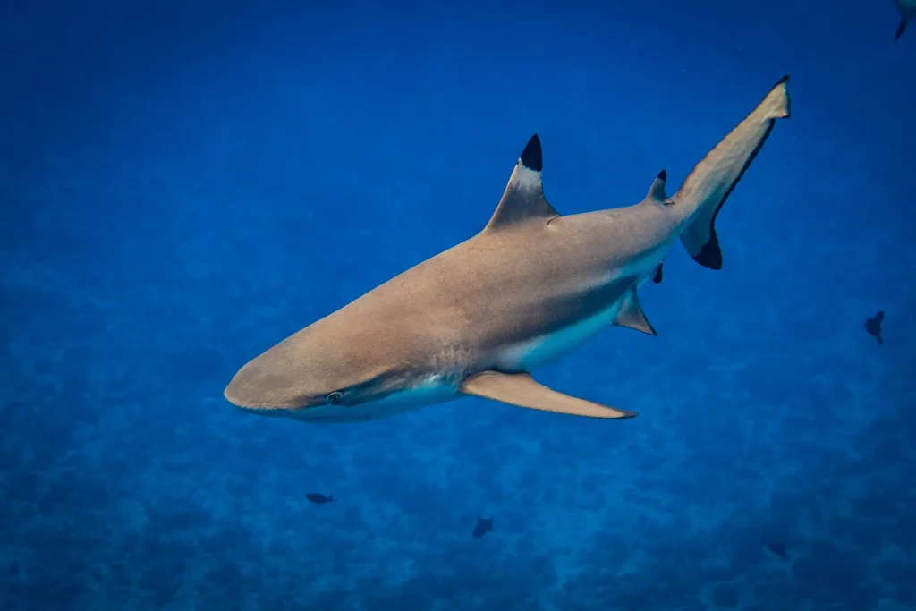 Blacktip Reef Shark