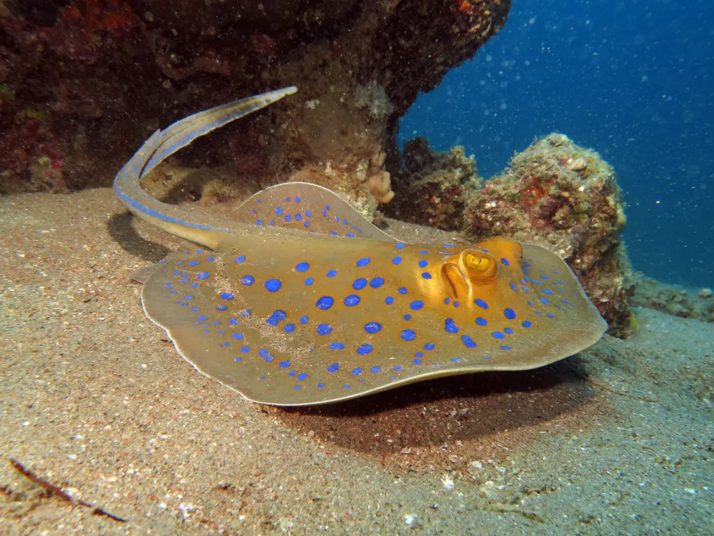 Bluespotted Ribbontail Ray