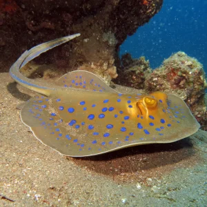 blue spotted ray