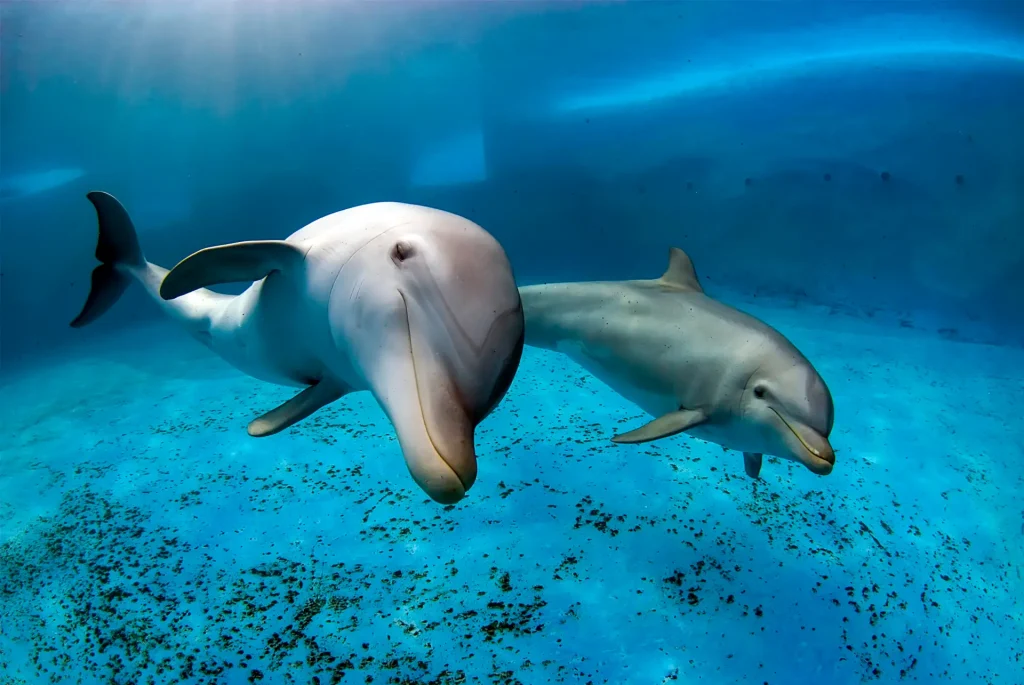 Bottlenose Dolphin