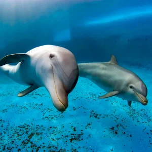 bottlenose dolphin posing for a picture