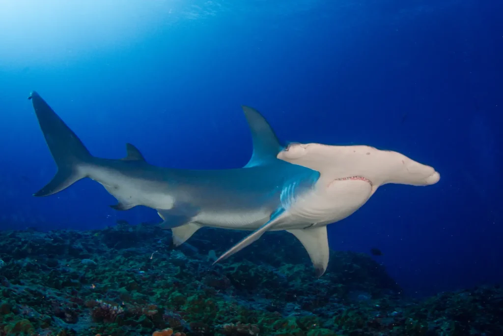 Great Hammerhead Shark