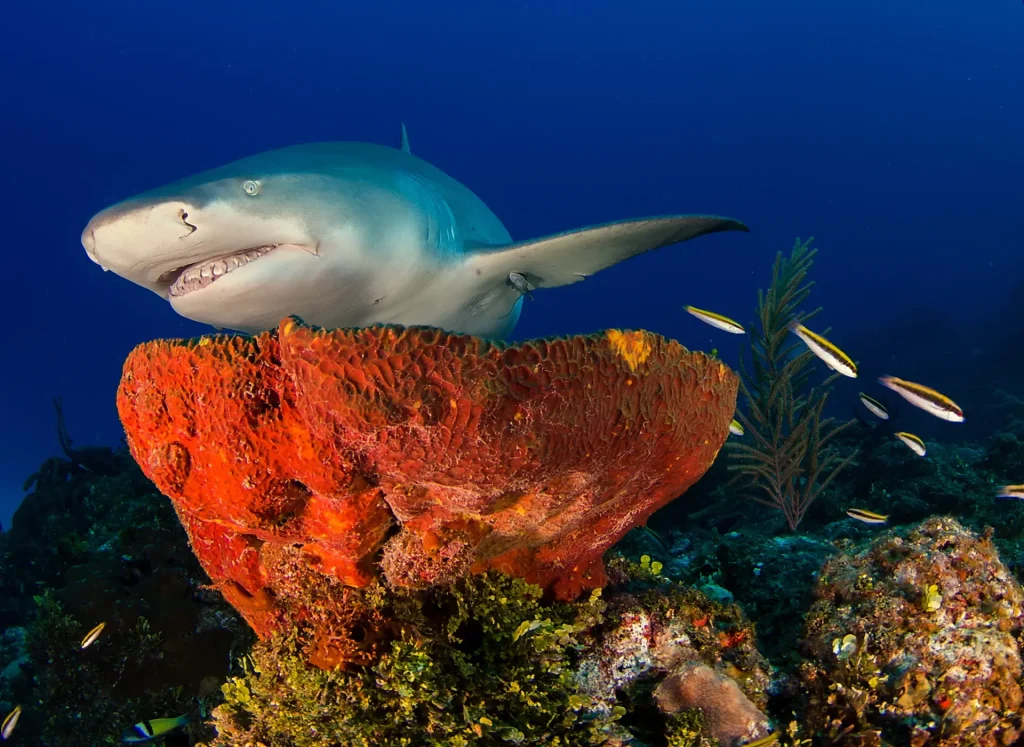 Sicklefin Lemon Shark