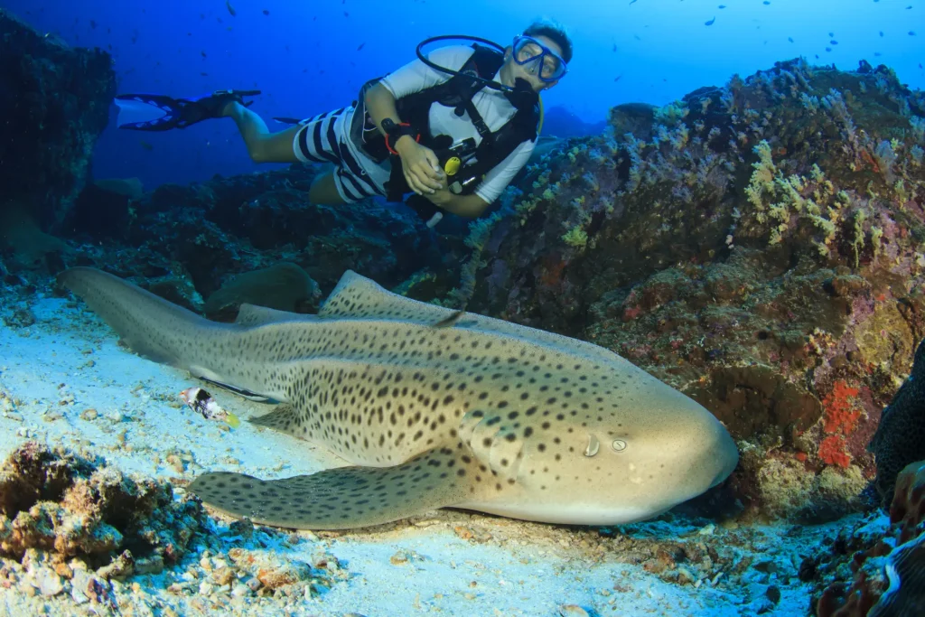 Zebra (Leopard) Shark