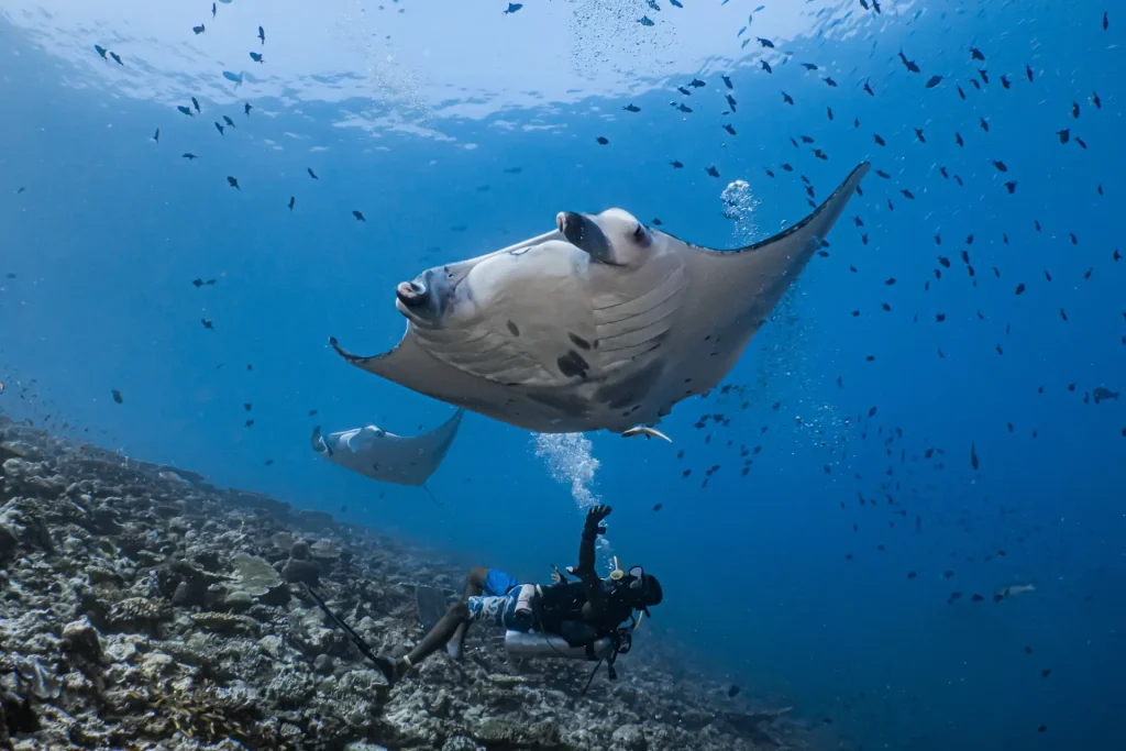 Oceanic Manta Ray