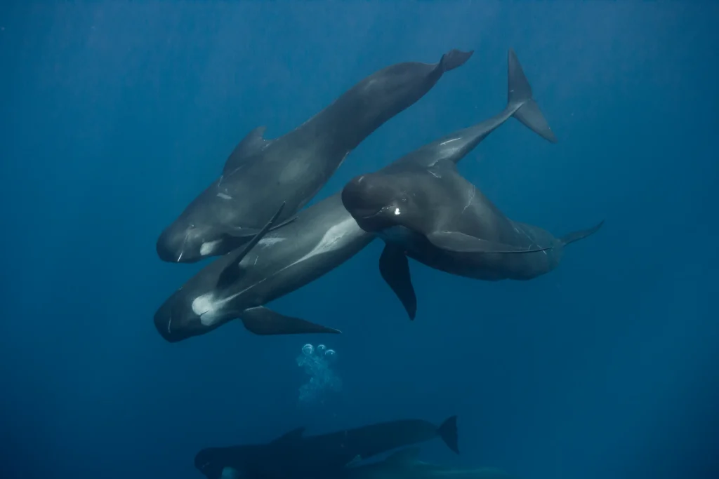 Pilot Whale