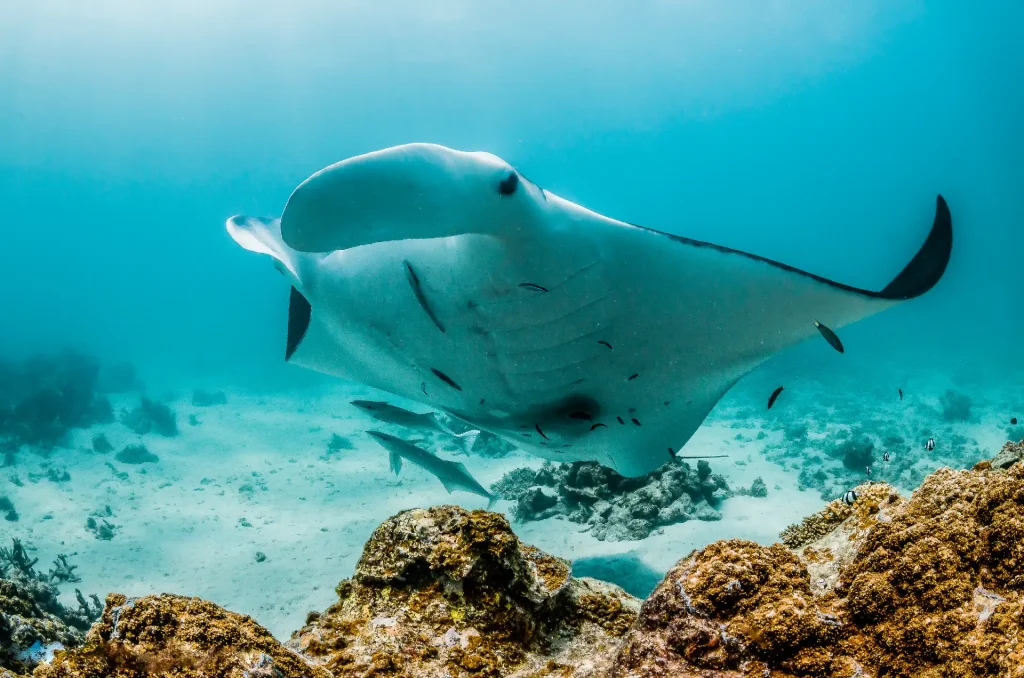 Reef Manta Ray