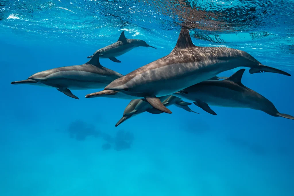 Spinner Dolphin