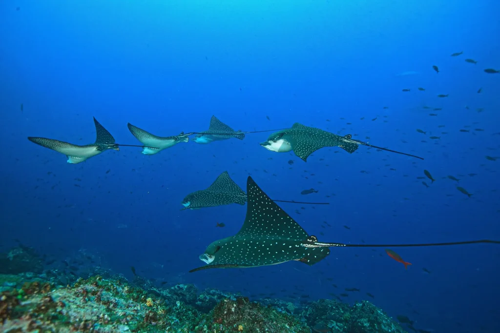 Spotted Eagle Ray