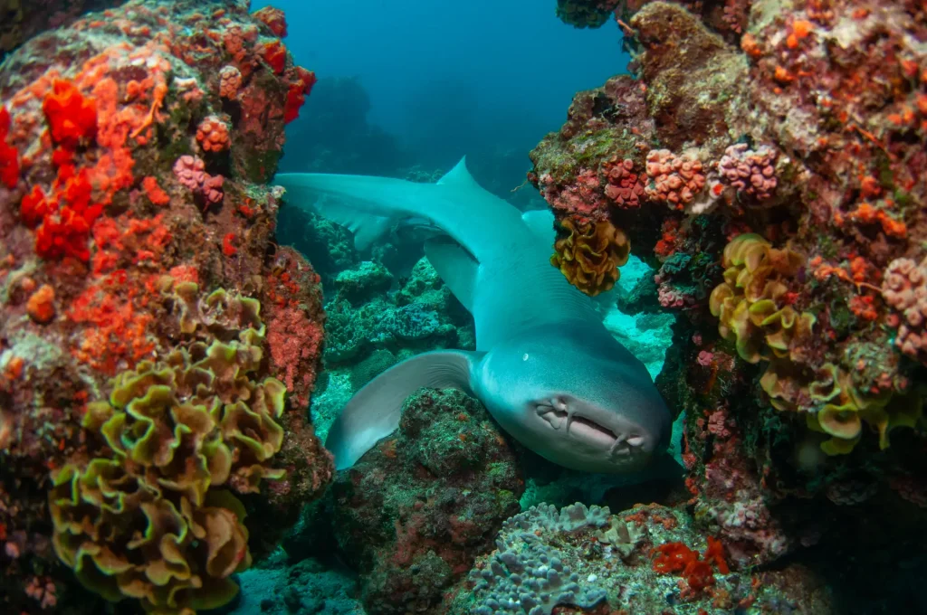 Tawny Nurse Shark
