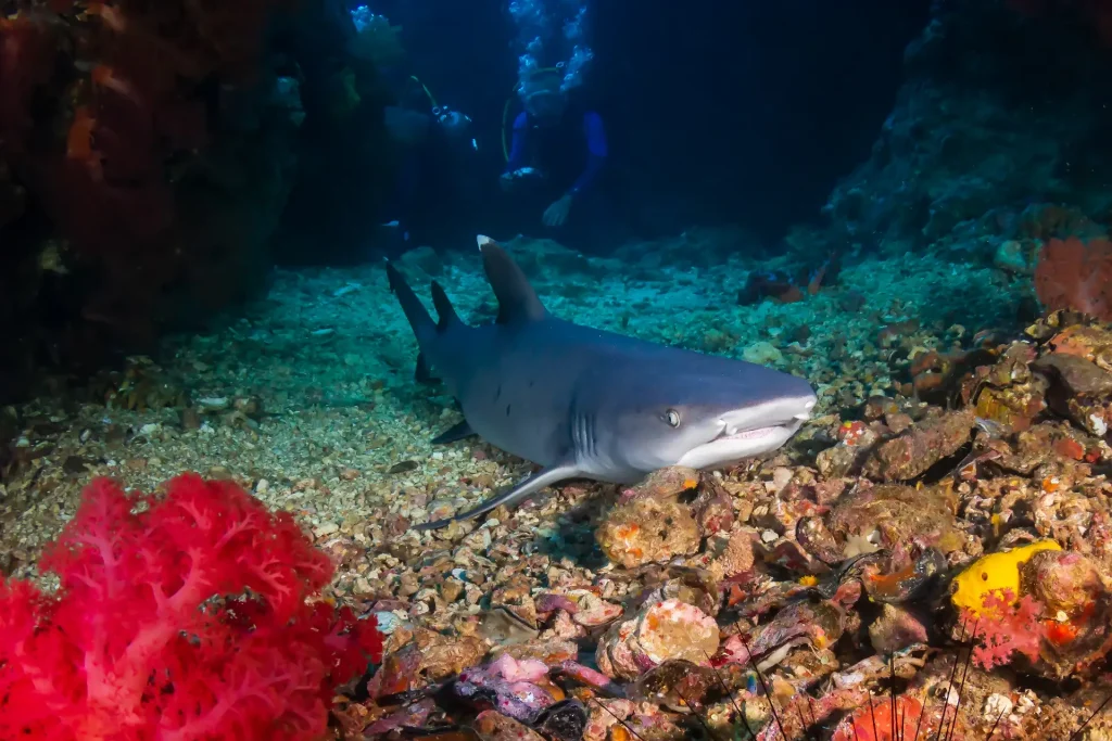 Whitetip Reef Shark