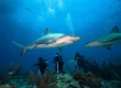 shark diving Fiji photography