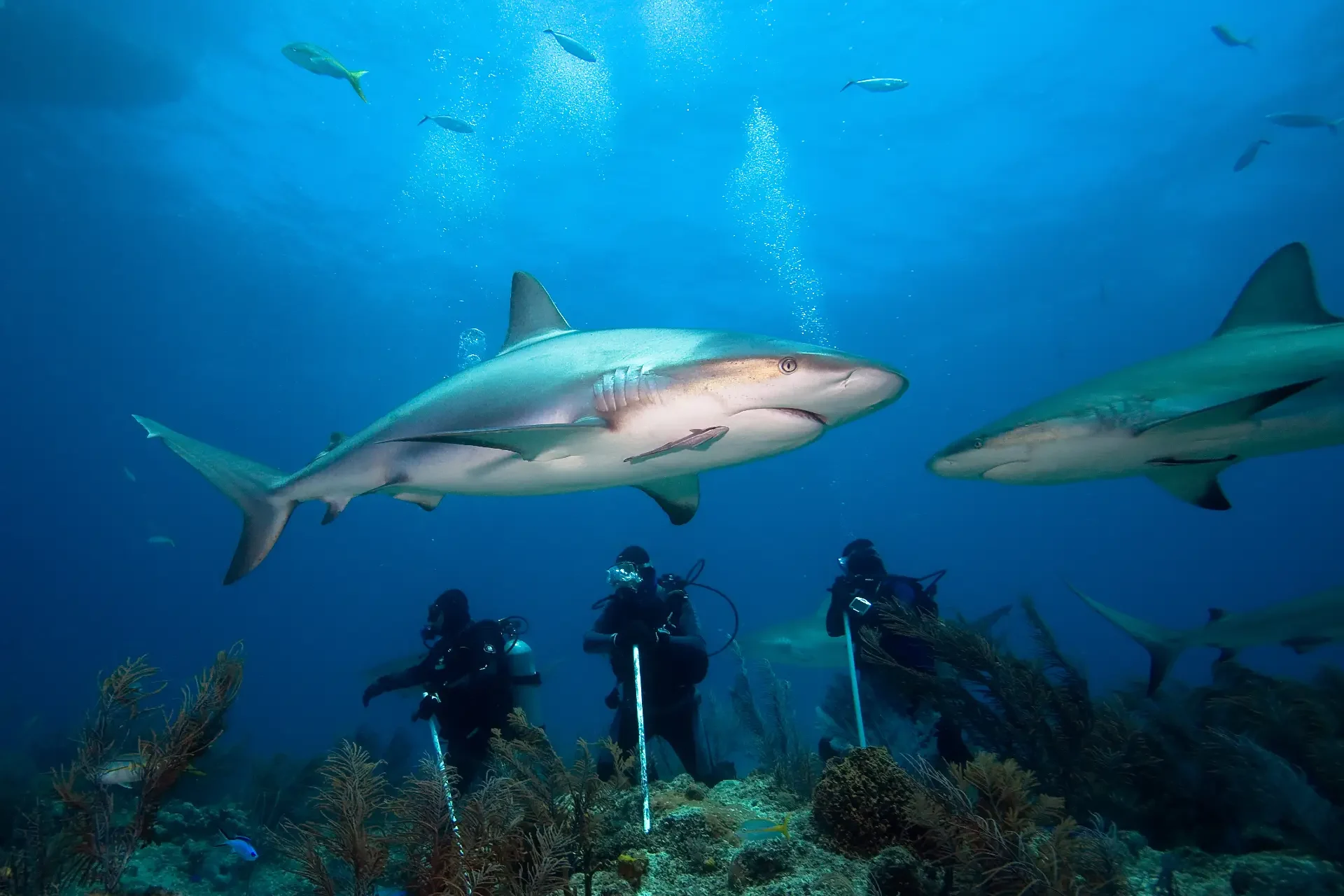 shark diving Fiji photography