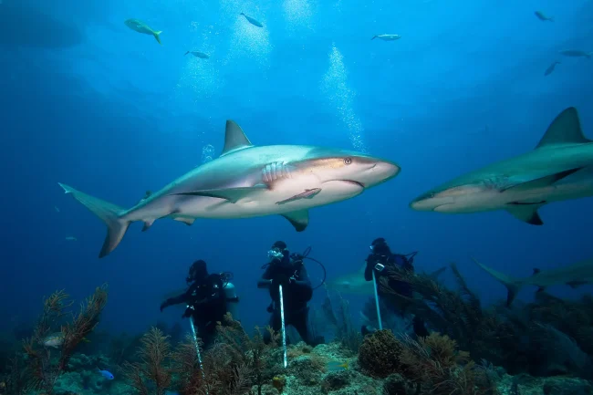 shark diving Fiji photography