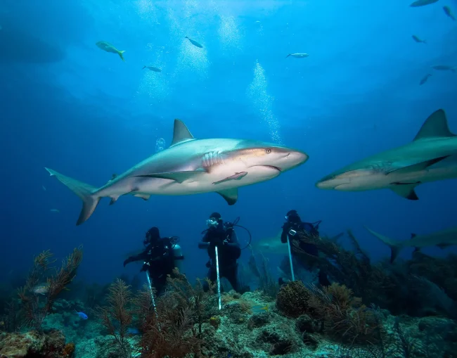 shark diving Fiji photography