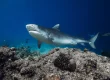 Tiger shark