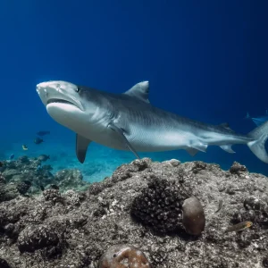 Tiger shark