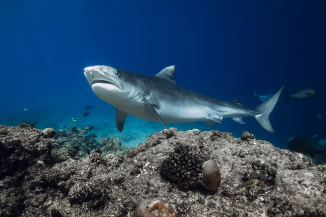 Tiger shark