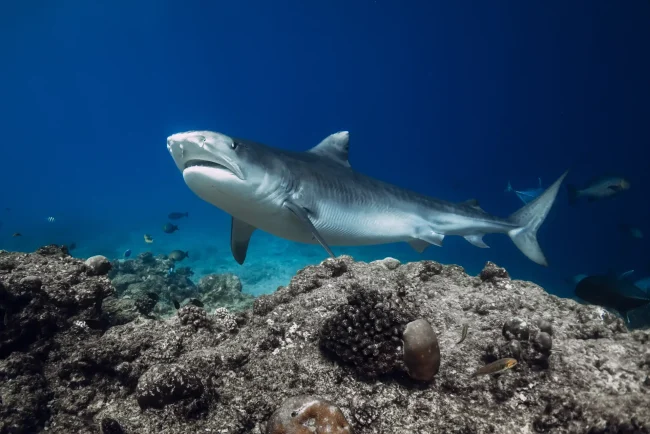 Tiger shark