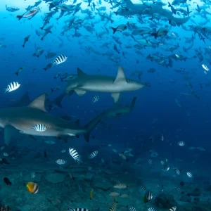 fiji shark dive in Pacific Harbour