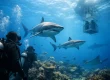 10 Best Shark Diving Destinations
