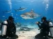 Guide to Shark Dive Etiquette