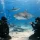 Guide to Shark Dive Etiquette