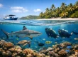 Fiji Marine Conservation Travel Guide