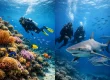 Reef Dives or Shark Dives? What Fits You