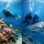 Reef Dives or Shark Dives? What Fits You