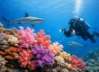 Soft Coral Reef Identification Tips for Divers