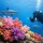 Soft Coral Reef Identification Tips for Divers