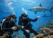 Which Advanced Scuba Specialty Courses Fit You?