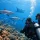 Best Scuba Courses After Open Water for Fiji