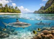 Do Sharks Swim in Lagoons? Yes - Here’s Why