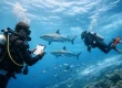 Drift Diving Safety Checklist for Confident Divers