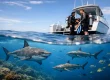 How to Choose Shark Dive Operators Well