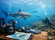 How to Plan Shark Photography for Fiji Diving