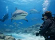 Is Bull Shark Diving Safe for Most Divers?