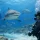 Is Bull Shark Diving Safe for Most Divers?