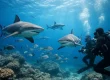 Pacific Harbour Shark Diving: What Sets It Apart