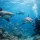 Pacific Harbour Shark Diving: What Sets It Apart