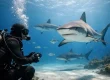 Shark Dive Stories That Change How You See Sharks