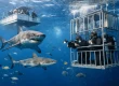 Shark Research Tourism Trends Worth Watching