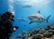 A Diver's Guide to Shark Conservation in Fiji