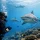 A Diver's Guide to Shark Conservation in Fiji