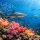 A Practical Guide to Soft Coral Diving in Fiji